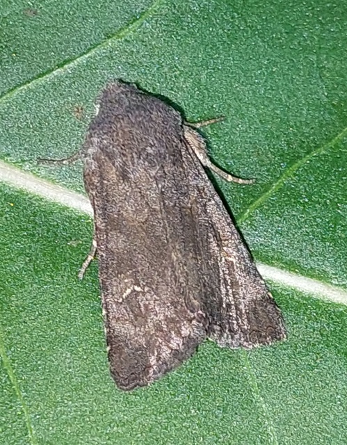 Aporophyla lutulenta - sziki őszibagoly