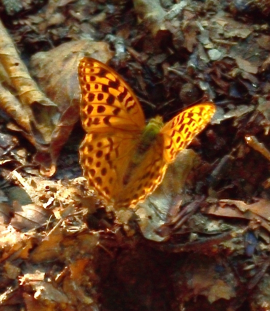 Argynnis paphia - nagy gyöngyházlepke