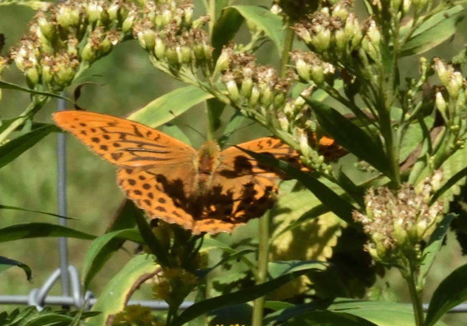 Argynnis paphia - nagy gyöngyházlepke