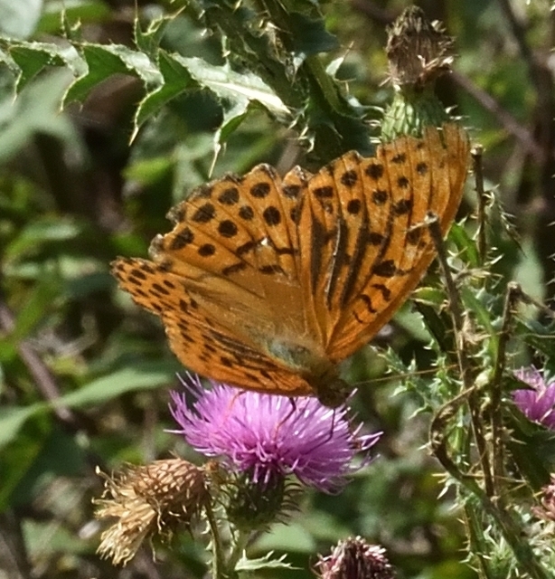 Argynnis paphia - nagy gyöngyházlepke