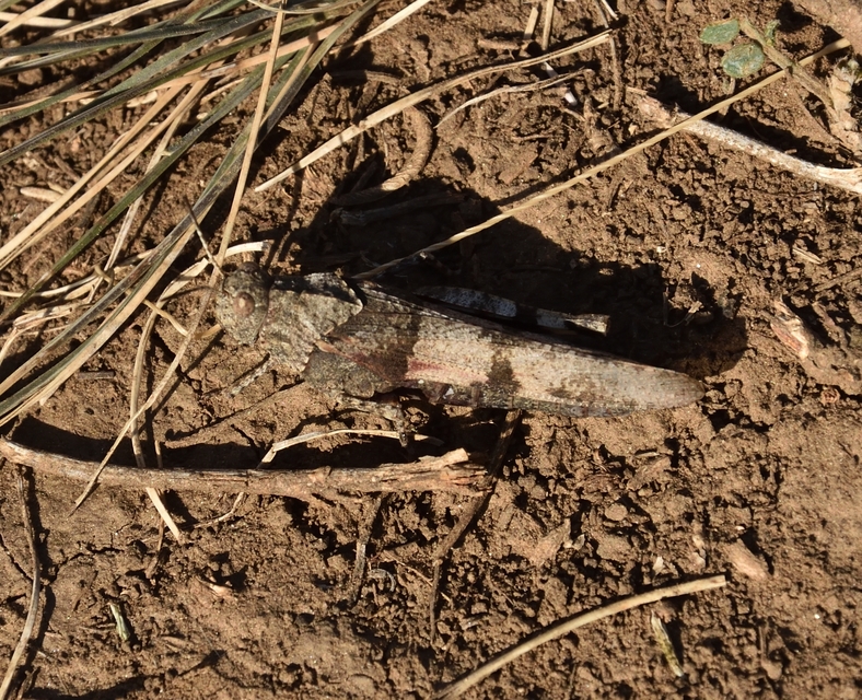 Oedipoda caerulescens - kékszárnyú sáska