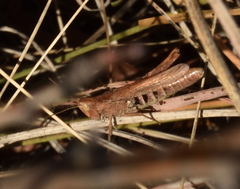 Chorthippus (Glyptobothrus) (subgenus)