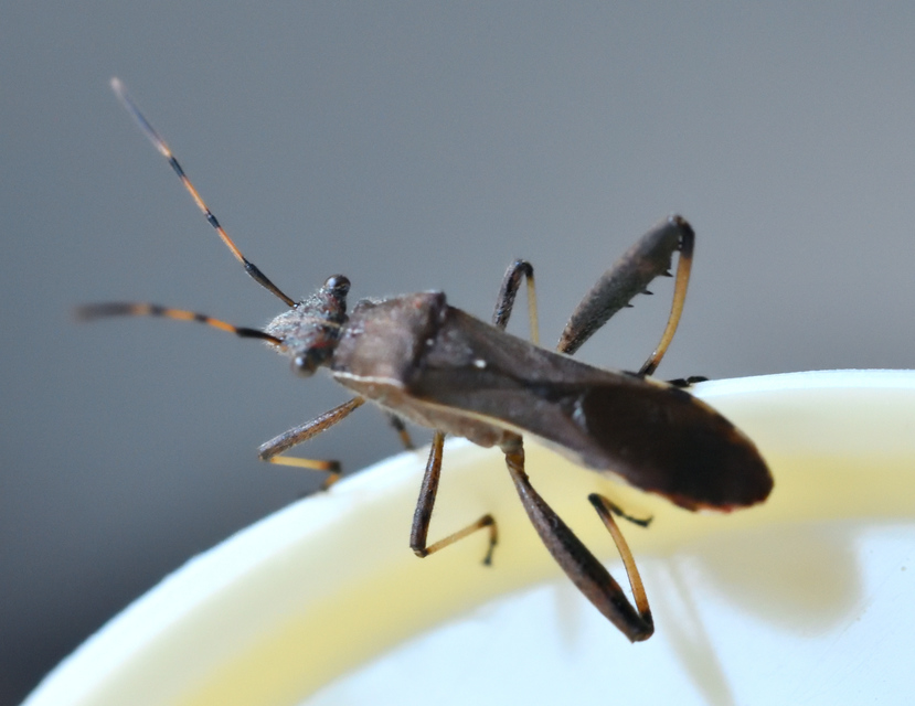 Camptopus lateralis - görbelábú karimáspoloska