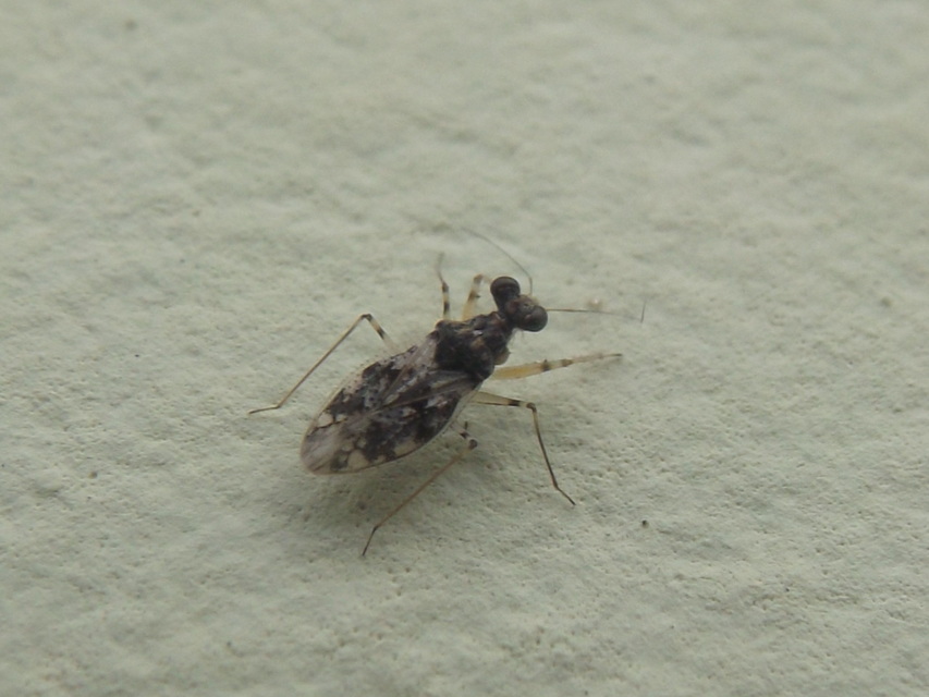 Leptopus marmoratus - kövipoloska