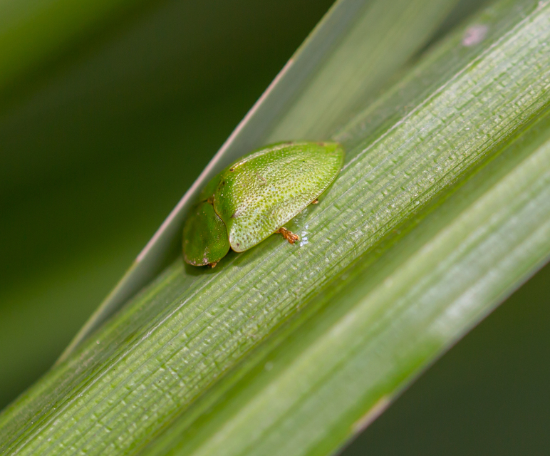 Cassida viridis - zöld pajzsbogár Cassida viridis - zöld pajzsbogár