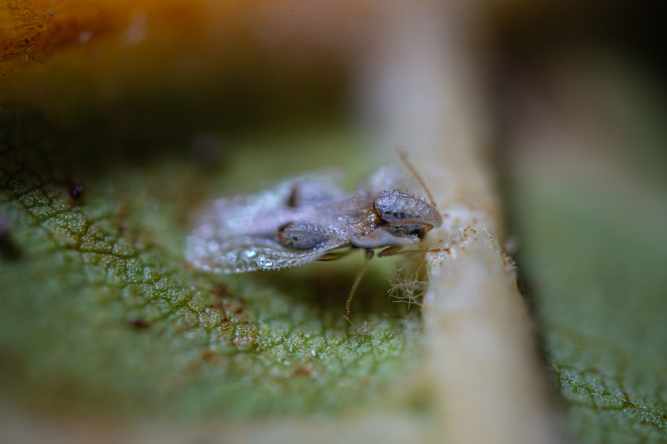 Corythucha ciliata - platán-csipkéspoloska