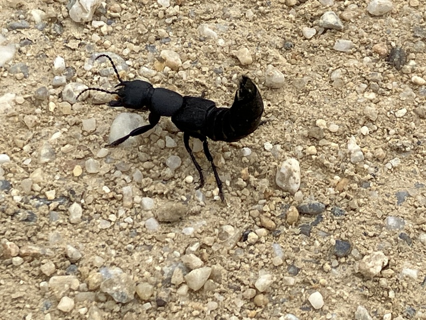 Collembola - Ugróvillások Collembola - Ugróvillások