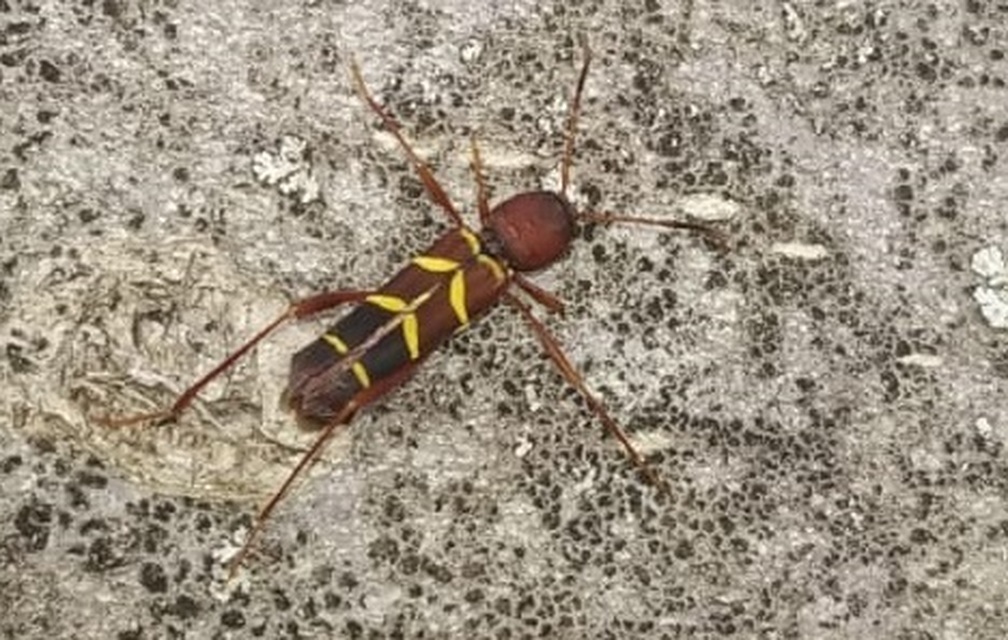 Neoclytus acuminatus - amerikai darázscincér