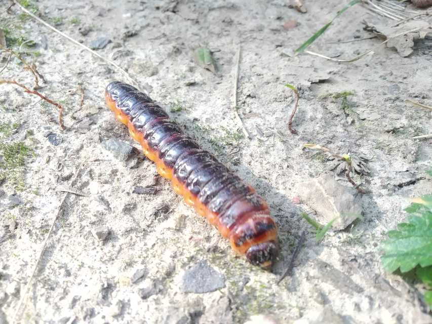 Cossus cossus - fűzfarontólepke