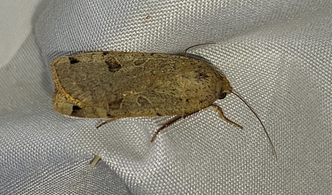 Noctua orbona - foltos sárgafűbagoly