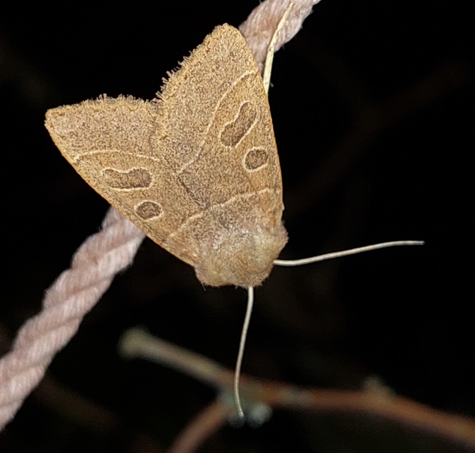 Mesogona acetosellae - madársóskabagoly