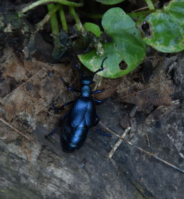 Meloe violaceus - kék nünüke