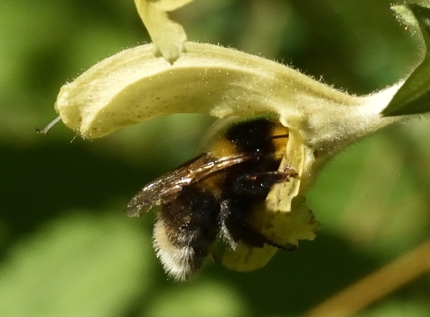 Bombus hortorum