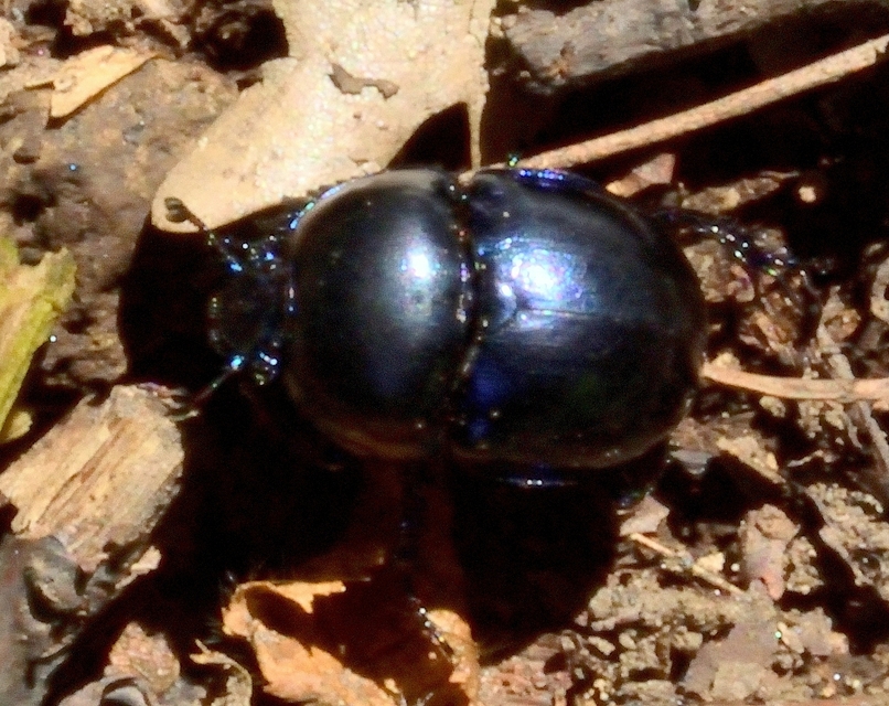 Trypocopris vernalis - tavaszi álganéjtúró