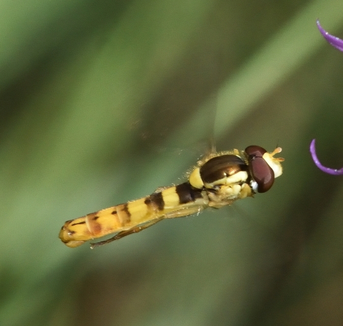 Sphaerophoria