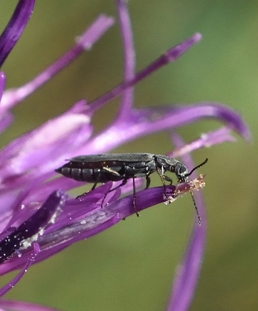 Dolichosoma lineare - ösztövér karimásbogár