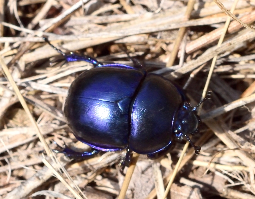 Trypocopris vernalis - tavaszi álganéjtúró
