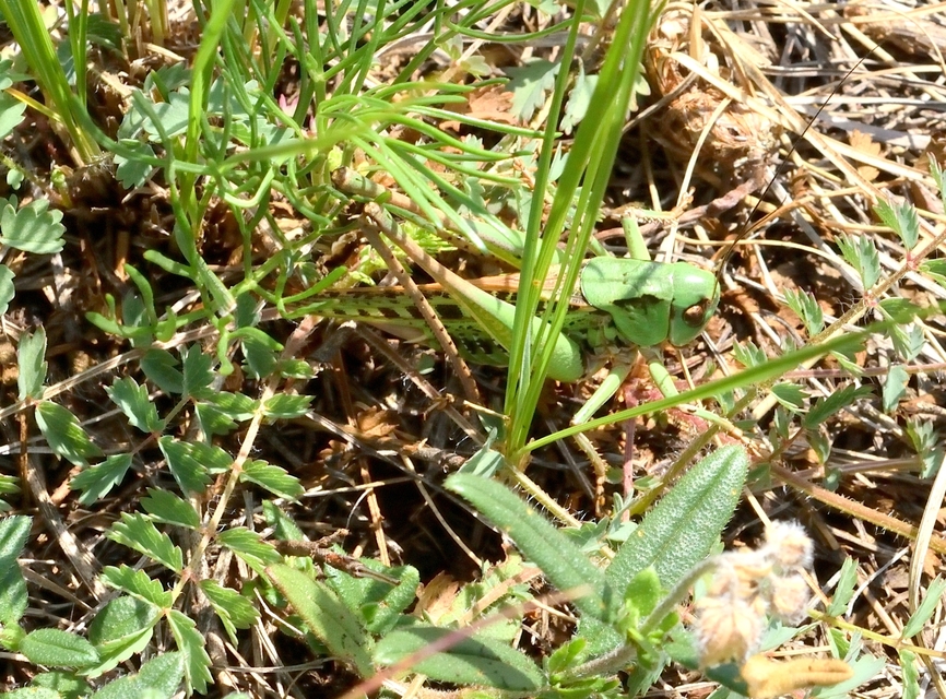 Decticus verrucivorus - szemölcsevő szöcske
