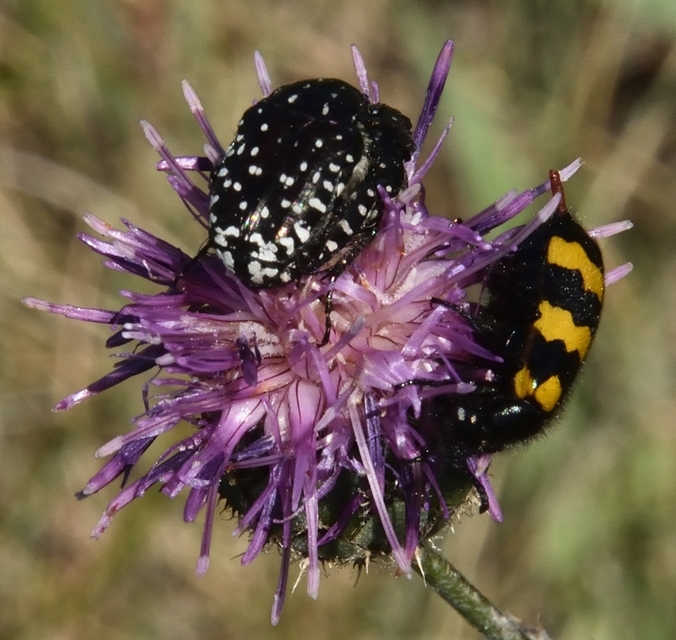 Mylabris variabilis - szalagos hólyaghúzó Mylabris variabilis - szalagos hólyaghúzó