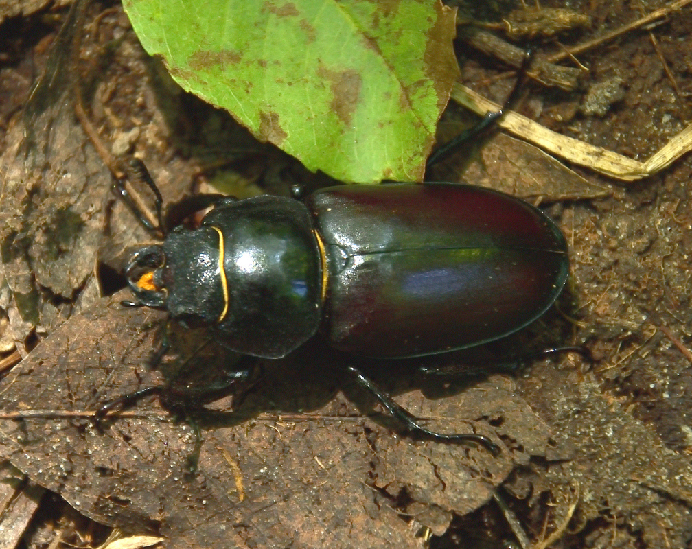 Lucanus cervus - nagy szarvasbogár nőstény