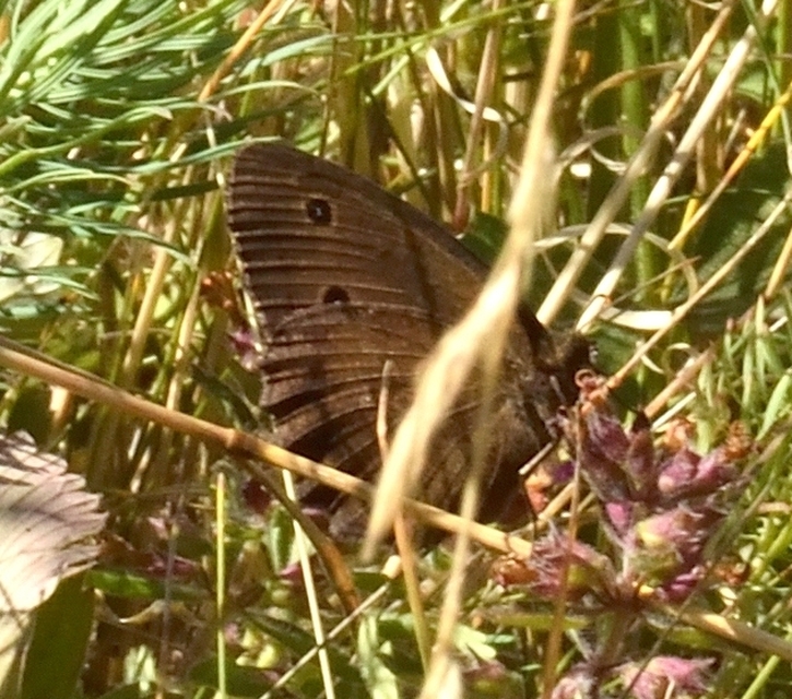 Minois dryas - fekete szemeslepke