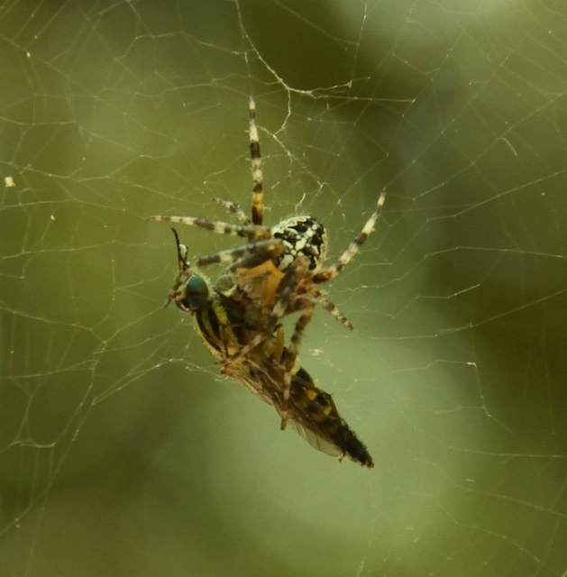 Araneus diadematus - koronás keresztespók