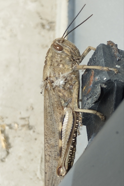 Anacridium aegyptium - egyiptomi sáska