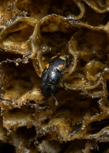 Glischrochilus quadrisignatus - amerikai fénybogár Glischrochilus quadrisignatus - amerikai fénybogár