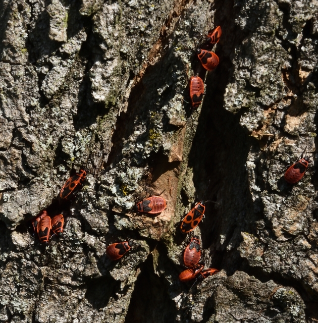 Pyrrhocoris apterus - verőköltő poloska