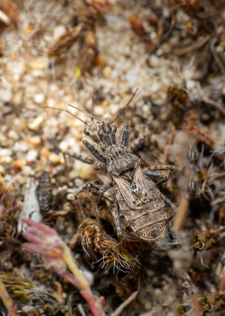 Coranus