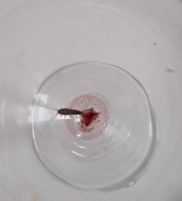 Zygentoma - Pikkelykék