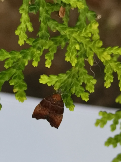 Choreutis nemorana - füge-levélmoly