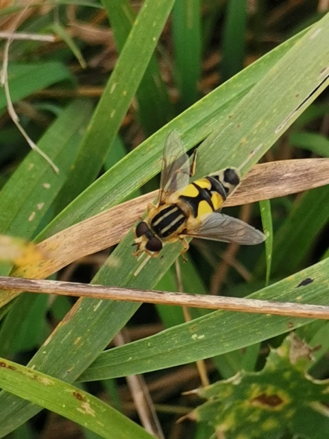 Helophilus trivittatus - nagy mocsárilégy