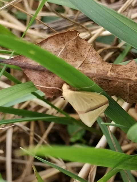 Rhodometra sacraria - rózsacsíkos araszoló
