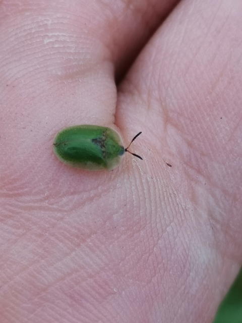 Cassida rubiginosa - lapos pajzsbogár Cassida rubiginosa - lapos pajzsbogár