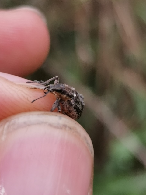 Tanymecus palliatus - közönséges hegyesfarúbarkó