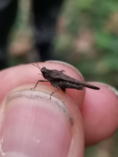Tetrix subulata - közönséges tövishátúsáska