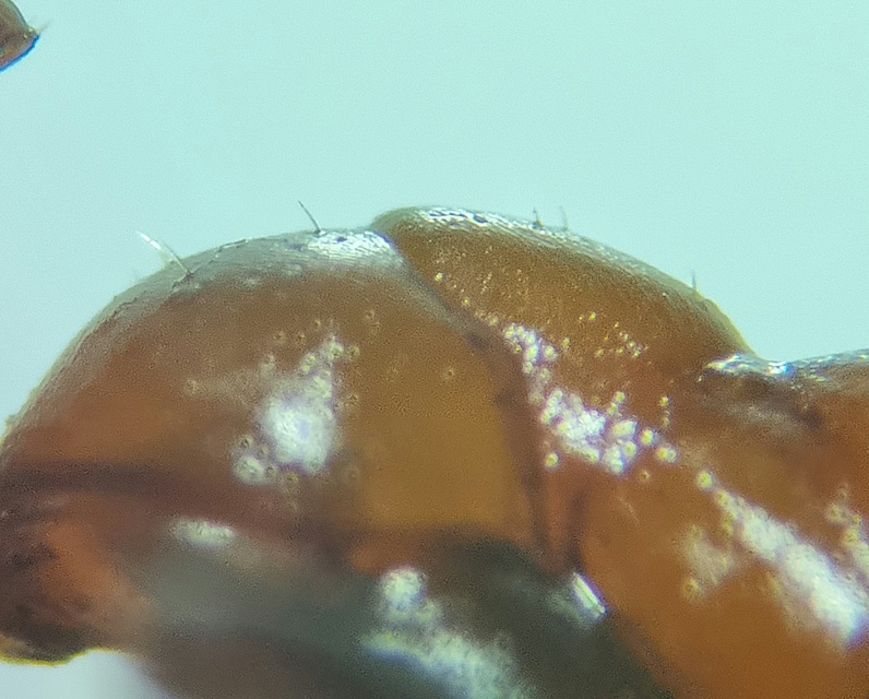 Formica clara - pusztai rabszolgahangya