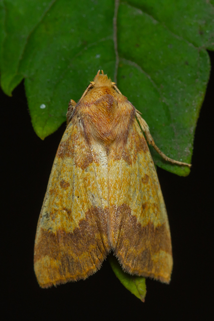Tiliacea aurago - aranyló sárgabagoly
