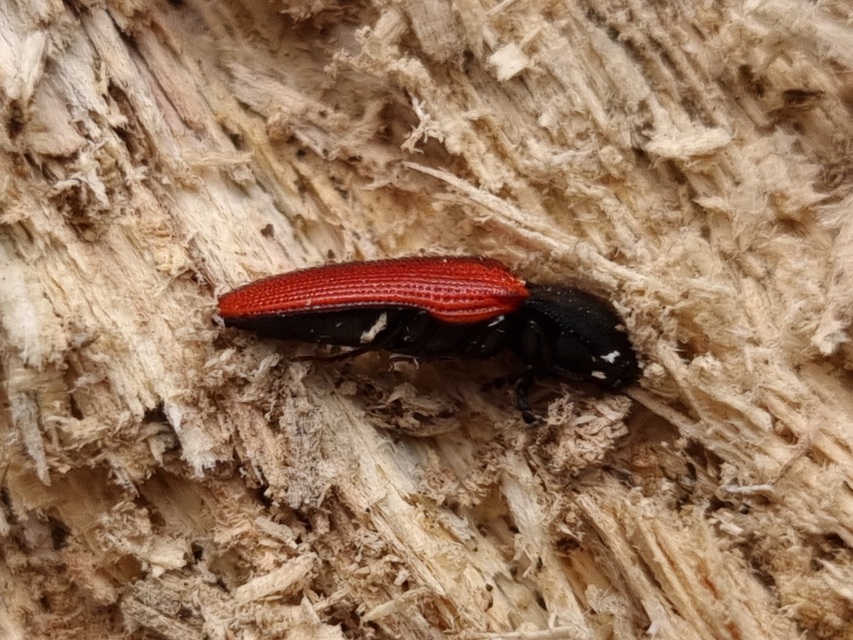 Ampedus