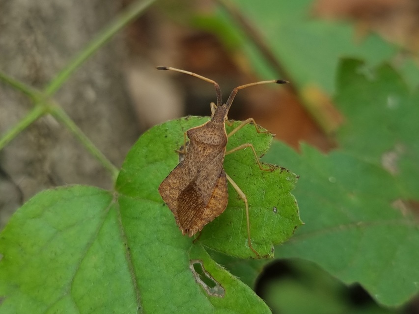 Syromastus rhombeus - vitorlás karimáspoloska