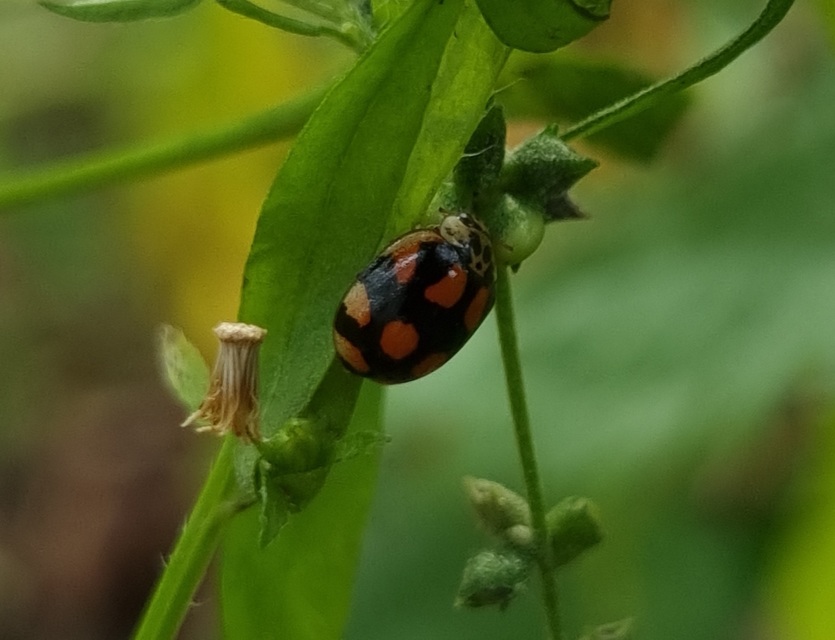 Adalia decempunctata - tízpettyes katica