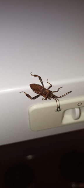 Leptoglossus occidentalis - nyugati levéllábú poloska Leptoglossus occidentalis - nyugati levéllábú poloska