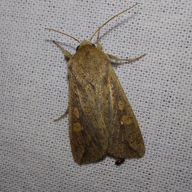 Mythimna unipuncta - hordabagoly