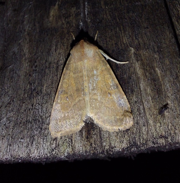 Cirrhia ocellaris - fakó sárgabagoly