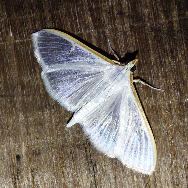 Palpita vitrealis - hófehér tűzmoly