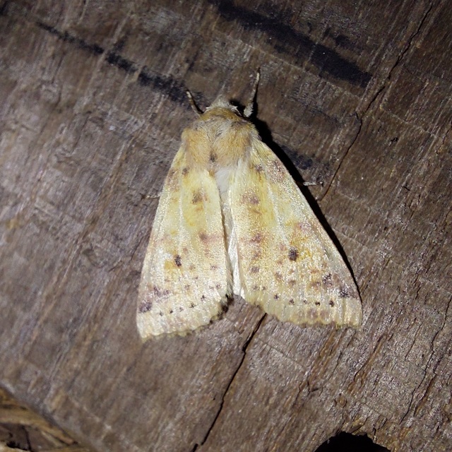 Cirrhia ocellaris - fakó sárgabagoly