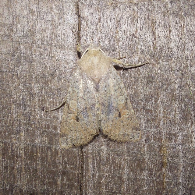 Propenistra laevis - könnyű őszibagoly