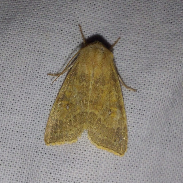 Cirrhia ocellaris - fakó sárgabagoly