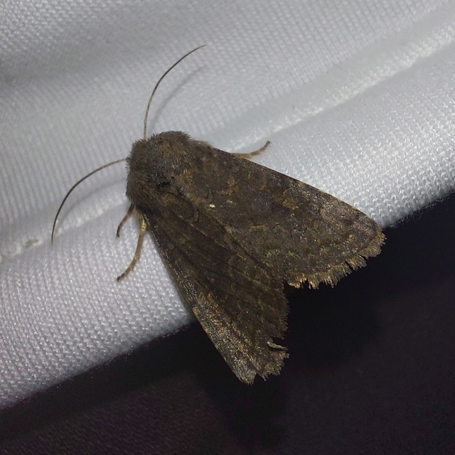 Aporophyla lutulenta - sziki őszibagoly
